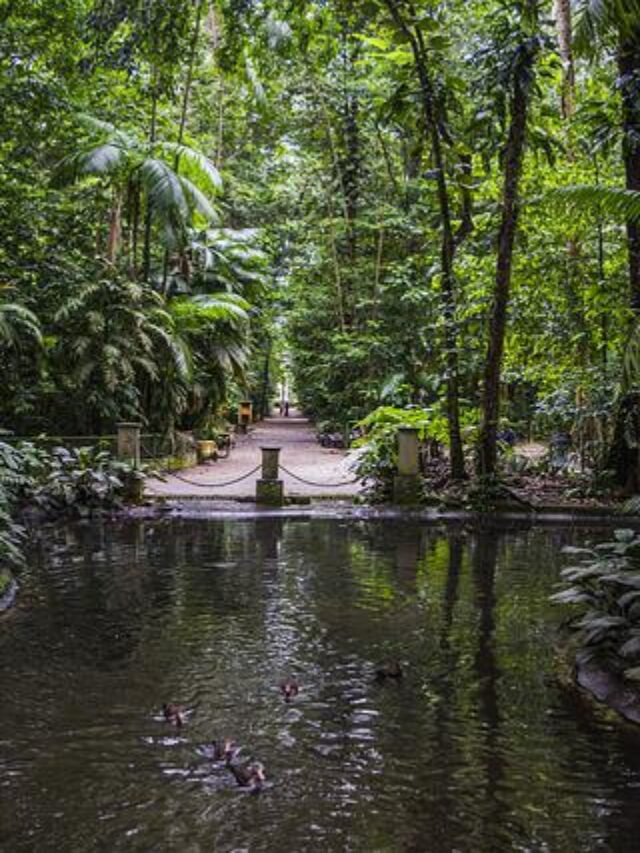 Floresta Amazônica a Maior do Mundo