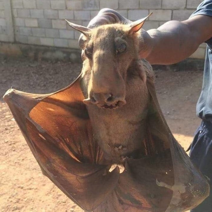 Morcego com cabeça de martelo - Conheça animais que você nunca ouviu falar.