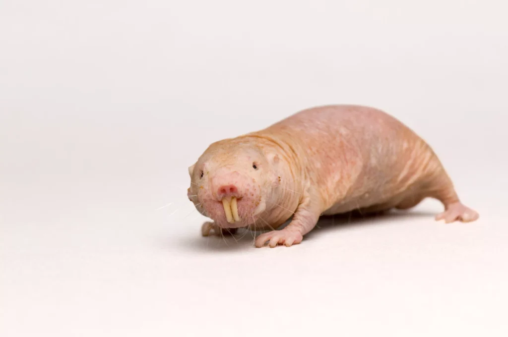Rato-toupeira pelado - Conheça animais que você nunca ouviu falar.