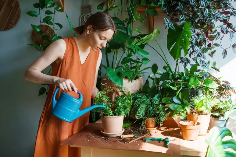 Plantas Domésticas: Como Cuidar para um Ambiente mais Saudável